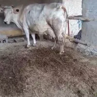 گاو|حیوانات مزرعه|سراوان, |دیوار