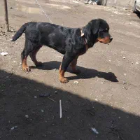 توله روتوایلر اصیل اروپایی