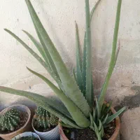 الوورا با برگهای سبز وسرحال و خاصیت درمانی|آرایشی، بهداشتی، درمانی|نهاوند, |دیوار