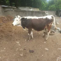 گاو گوساله اصیل