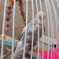 عروس هلندی مولد ماده نر