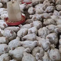 فروش مرغ گوشتی کاملا ارگانیک