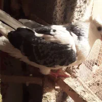 سلام دوستان یک ماده فروشی