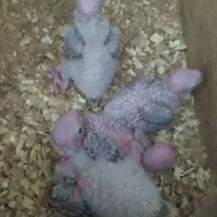 جوجه های سرلاکی گرینچیک|پرنده|ساری, |دیوار