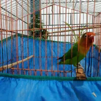 طوطی برزیلی