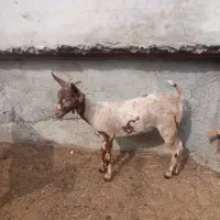 کهروک ماده و نری