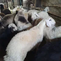 بره نر|حیوانات مزرعه|زاغه, |دیوار