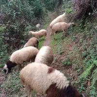 گوسفندای صحرایی به دلیل نبود مکان به فروش می رسد.|حیوانات مزرعه|لنگرود, |دیوار