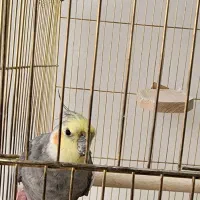 عروس هلندی سخن گو|پرنده|تربتحیدریه, بوستان باغ ملی|دیوار