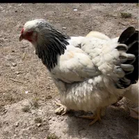 تخم مرغ برهما(امپراطور)|حیوانات مزرعه|رشت, دیانتی|دیوار