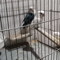 یک جفت برزیلی