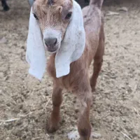 کهره شیری و کهره علف خور