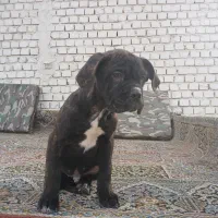 کنکورسو|سگ|اصفهان, کوی شهید کشوری|دیوار