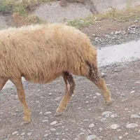 بره نر و ماده|حیوانات مزرعه|انبارآلوم, |دیوار