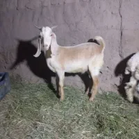 کهر رشتی چاق