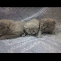 توله اسکاتیش فولد و انفولد