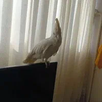 طوطی کاکادو نر