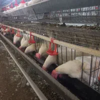 قفس مرغ تخمگذار ممبری ۲۲۰ سری در حد|لوازم جانبی حیوانات|بروجرد, |دیوار