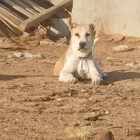 توله خراسانی