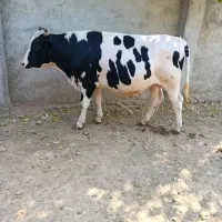 گاو گوساله