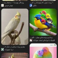 پرنده پیدا شده