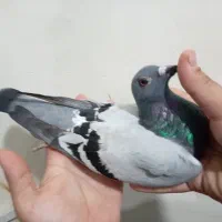 عراق 2025|پرنده|آبادان, |دیوار