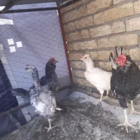 مرغ گلین ۳ عدد و یک خروس