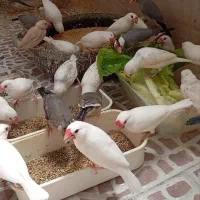 فنچ نرگسی