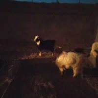 بزغاله‌نر‌چاق