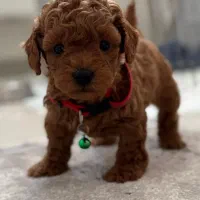 سگ توی پودل بازدید حضوری