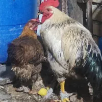مرغ وخروس