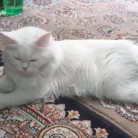 واگذاری گربه نر اسکاتیش وماده بریتیش و دوتا دختر