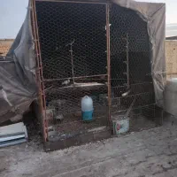 تعدادی قفس فروشی و تله|لوازم جانبی حیوانات|لنجان, |دیوار