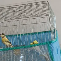 قناری ابلغ دهن زن وچهارعددجوجه دونه خور