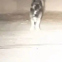 سگ پا کوتاه