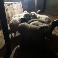 میش جوان|حیوانات مزرعه|سیلاخور, |دیوار