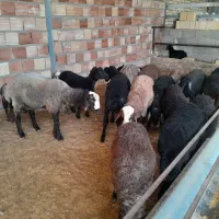 بره میش بز بزغاله|حیوانات مزرعه|محمدیه-قزوین, |دیوار