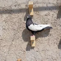 ماده سینه سیاه و طوقی|پرنده|مرودشت, پشت سایپا|دیوار