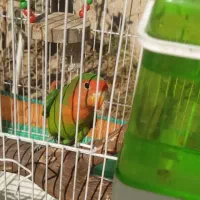 پرنده بازیگوش|پرنده|مرودشت, دولت آباد|دیوار