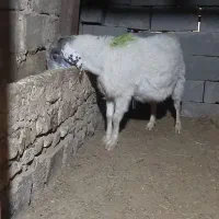 بزاوست|حیوانات مزرعه|تربت جام, جامرود|دیوار