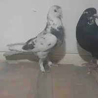 کفتر شهرستانی