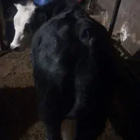 گوساله سیمنتال ماده چاق چاق