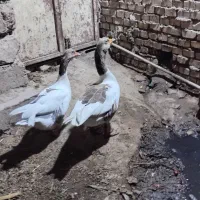 غاز بطه