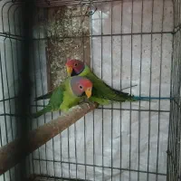طوطی ملنگو پاراکیت