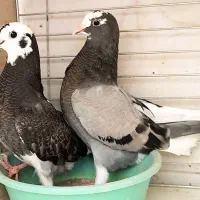 کفتر یک جفت جوجه بوم ندیده دون خور شده