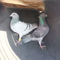 طوقی سبز سینه شازده