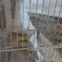 جوجه عروس دانخور|پرنده|رشت, کوی عرفان|دیوار
