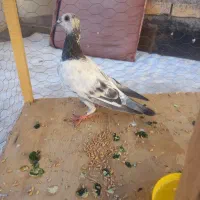 کفتر|پرنده|مشهد, شهید قربانی|دیوار