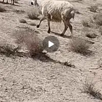 بره شیشک دورگ آصف