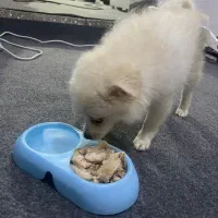 سگ بازیگوش|سگ|بندرعباس, |دیوار